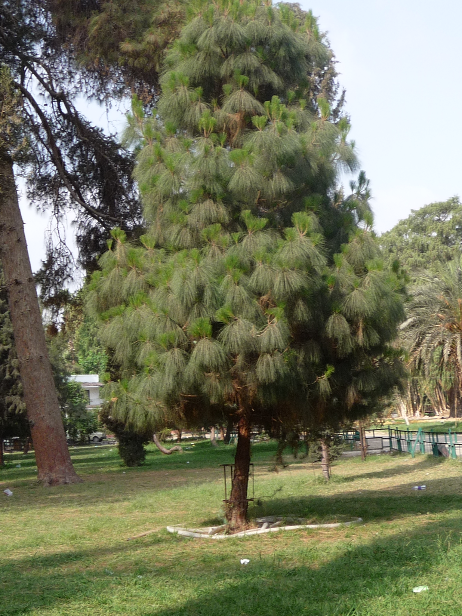 pinus canariensis